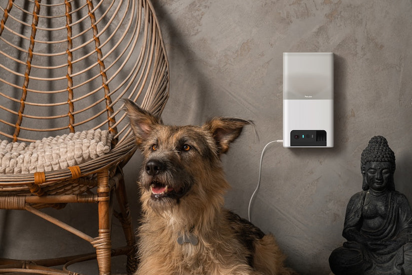 Monitor domácích mazlíčků Petcube Bites 2 Lite - bonami.click